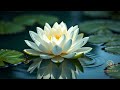 Still Water — Zen Ambient Music for Deep Focus, Relaxation & Motivation