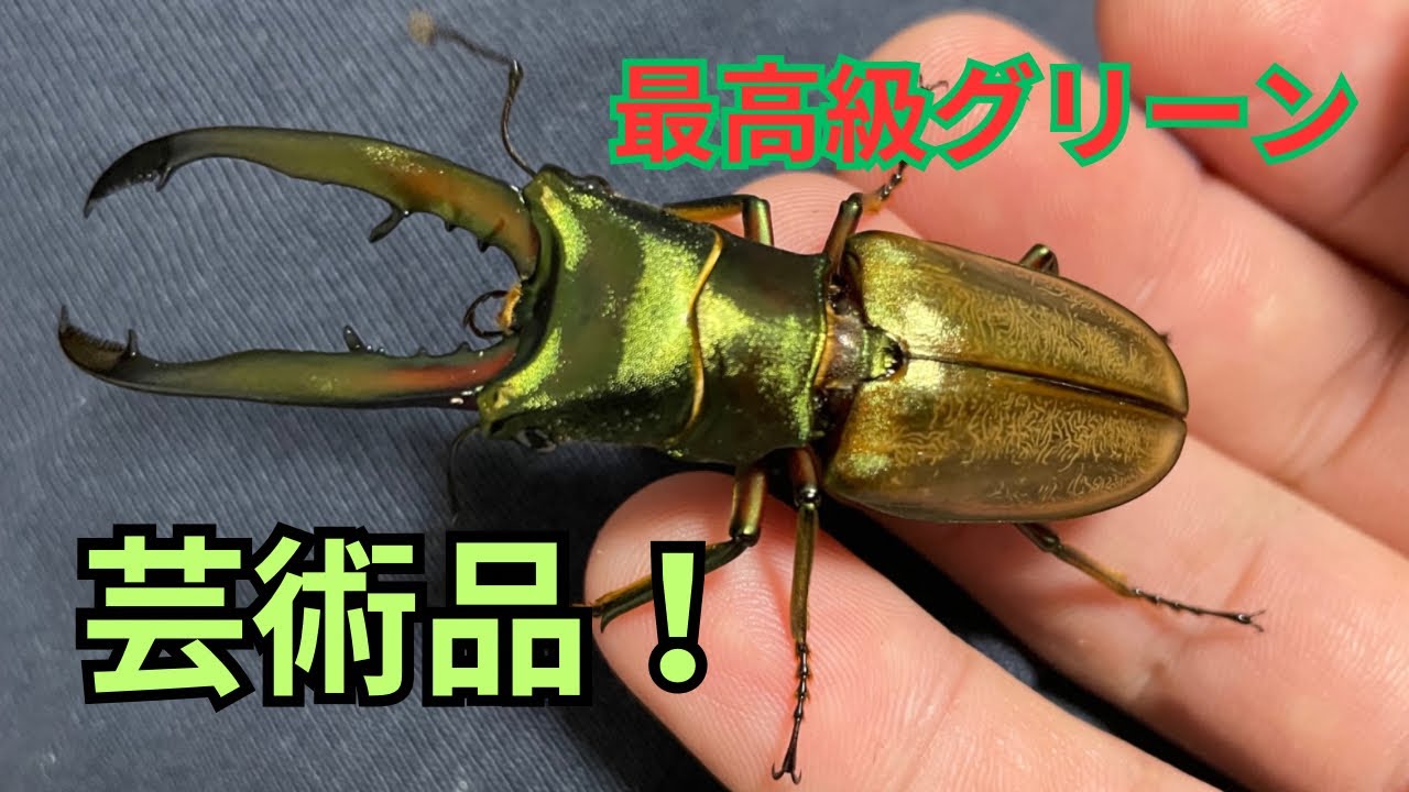 究極のグリーン チュウホソアカクワガタ！ - YouTube