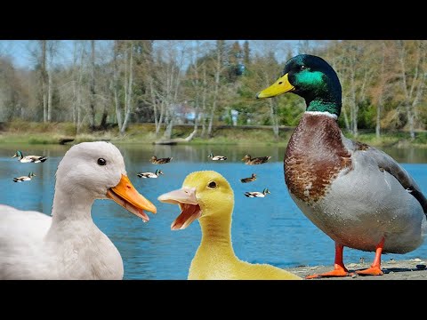 Som de Pato - Patinhos na Lagoa - Duck Sound