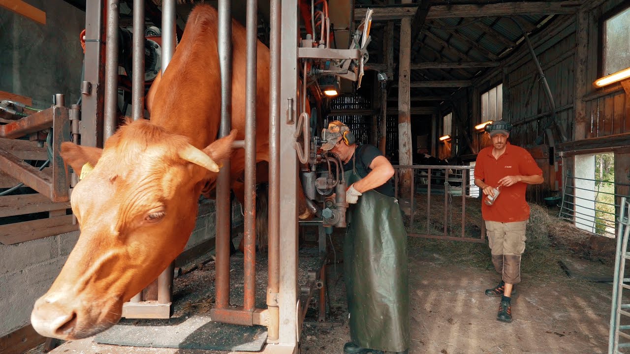 Asbjörn verkar klövarna på stutarna | Livet som månskensbonde i  Uppland 🐔🐄🐏