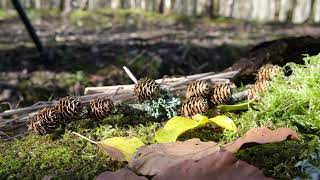 Making Art with Natural Resources
