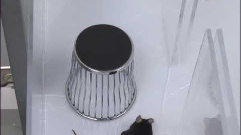 Evaluation of Social Interaction Behaviors