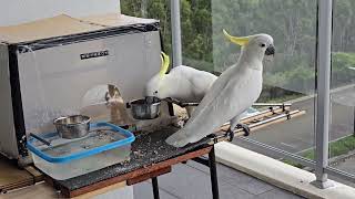 Cockatoos outside our balcony. Campbelltown Australia.