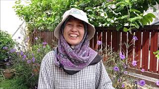 Pokok Sambung Nyawa Ungu Okinawa Spinach Gynura Bicolor Penjagaan Dan Pengunaan Youtube