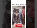 why are cats like this 😭 #funny #hilarious