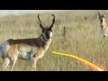 caza de antilope EXITOSA‼️sin mira telescópica con rifle 7mm en public lands en Wyoming 2021