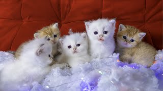 Cute kittens British shorthair meowing [Sub Eng] by Arif Niza 5,117 views 2 years ago 10 minutes, 47 seconds