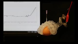 A stretchable thermometer for soft robots screenshot 1