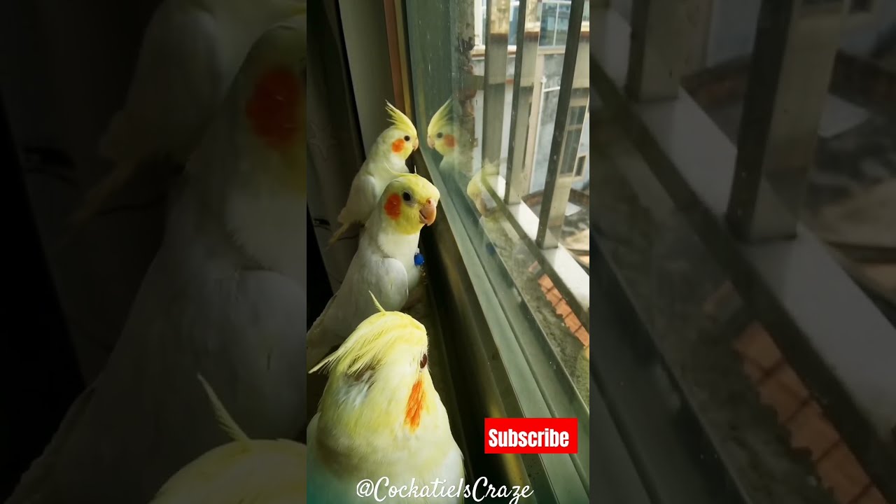 Cute Cockatiel Singing And Dancing Unleashing Cockatiels Craze 