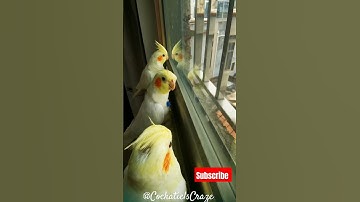 Thumbnail of Cute Cockatiel Singing and Dancing: Unleashing Cockatiels' Craze!