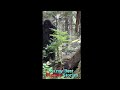 This A Real Bigfoot!!! What You Think???😨😨 #Bigfoots testimony