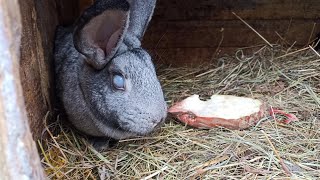 Beetroot for rabbits!!! Is it worth giving it to rabbits!? [benefit and harm]