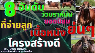 8 อันดับ สุดยอดพ่อพันธุ์บราห์มันที่ได้รับความนิยมที่สุดในไทย หนังหนาๆย่นๆ American Brahman cattle