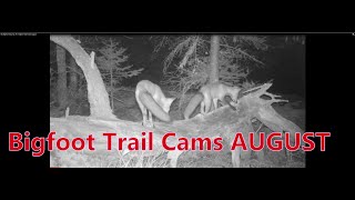 My Bigfoot Story Ep. 78 - Bigfoot Trail Cams August