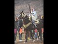 فرسان الخيل فرسان بلادي سطيف الفارس سيف الداي