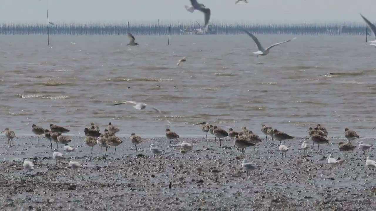 2026東与賀干潟＃1「オナガガモ 」「ツクシガモ 」「ズグロカモメ」「シギチ」2月22日