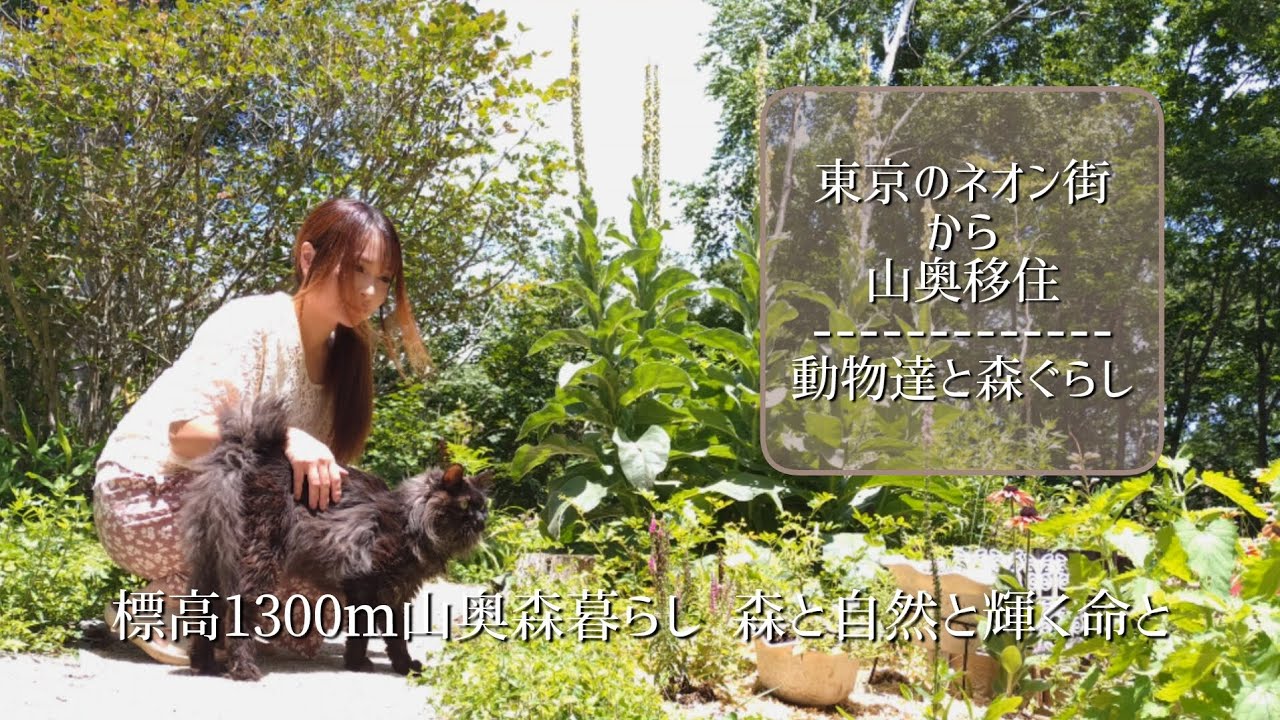 標高1300m山奥森暮らし 森と自然と輝く命と