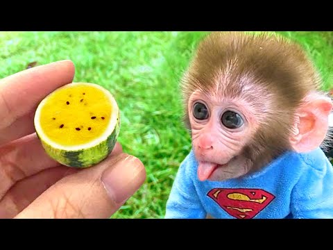 Monkey Baby Bon Bon drives a car to return rabbit to the farm and eats yellow watermelon with puppy
