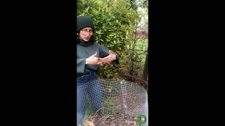 Lasagna Composting