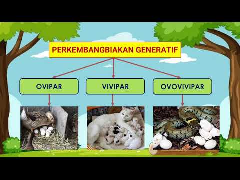 Jelaskan cara perkembangbiakan generatif pada hewan