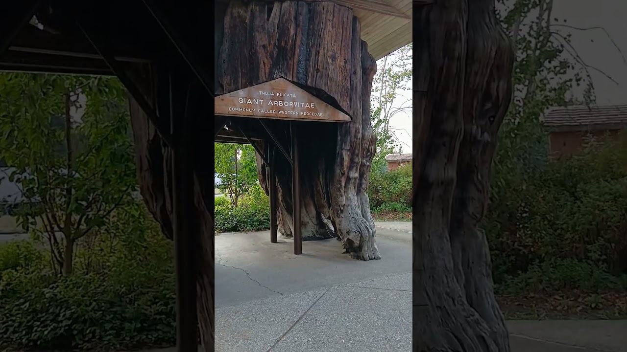 Awesome Rest Stop!! I said tree house 😅 I ment Stump House