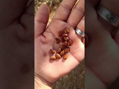 اصل مصطلح القيراط
