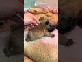 幸せを運ぶ子犬 #KoreaPuppies #JapanDogs