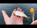 Peche au vif au bouchon  brochet sandre et perche record  4k