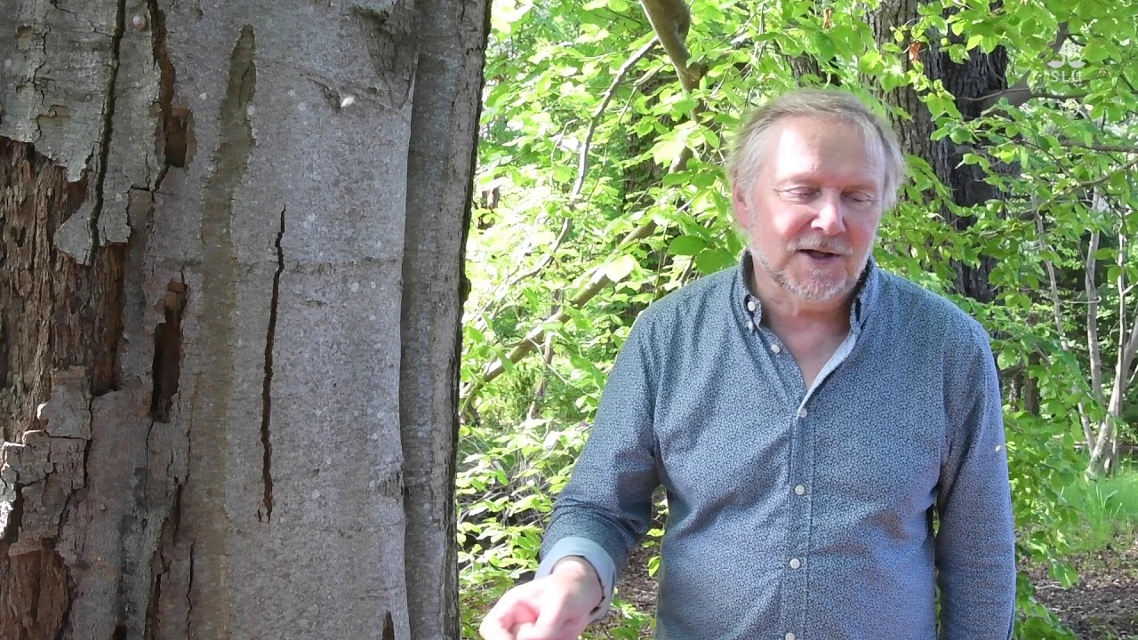 Invasiva svampar - Phytophthora cactorum och askskottsjuka