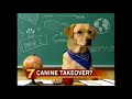 Dogs Taking Over