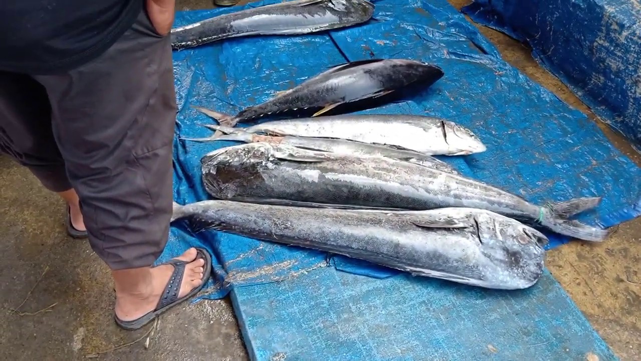 Ikan di  Tempat Pelelangan Ikan Lampulo Banda  Aceh  YouTube