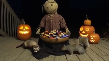 Spooky Halloween Ambience 🎃 | Scary Halloween Music & Funny Animal Reactions on Halloween Night