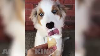 Funniest 🐶😻 Dogs and Cats 🤣 Try Not To Laugh 😂 Best Of The 2021 Funny Animal Videos by AnimalKing 52 views 2 years ago 8 minutes, 35 seconds