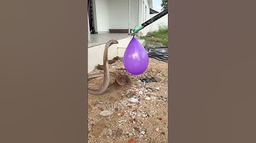 Giant Cobra vs Balloon – The Moment Will Leave You Speechless! #shorts #snake #snacks #wildlife #yt