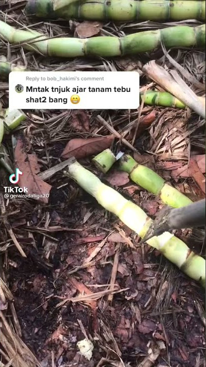 cara tanam tebu yg baik agar tumbuh subur