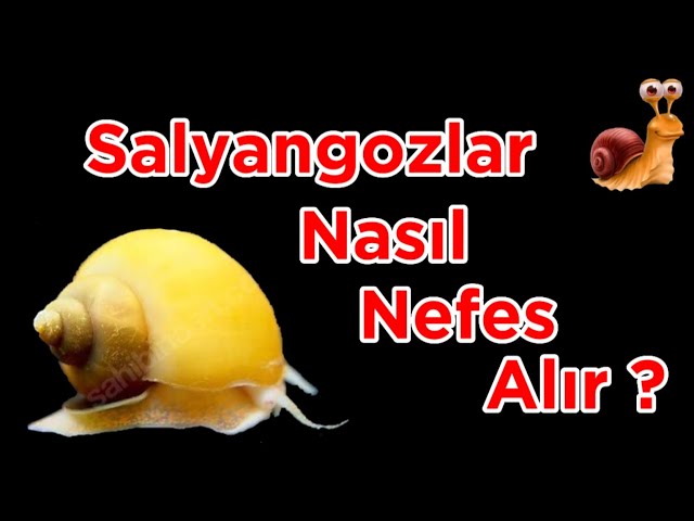 Hulk pornosini tomosha qiling Dominant ayollar bilan BDSM pornosi