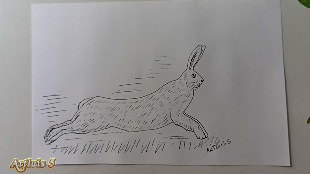 Comment dessiner un LIÈVRE ? YouTube