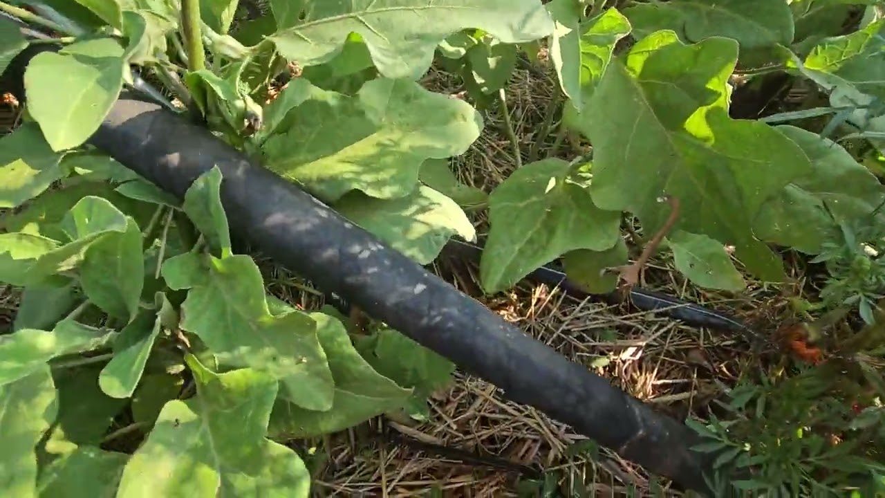 Резултати - градината 02. 09, без копаене - Деси Владовска