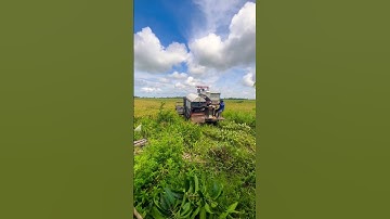 Máy cắt lúa miền Tây Yanmar 82 thả dạt lúa Nhật 🌾🌾🌾👍👍👍
