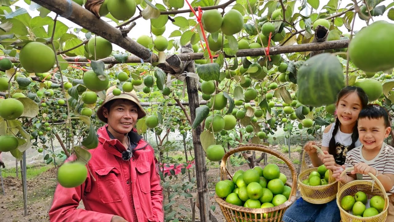 พื้นที่ไม่ถึงไร่..สร้างรายได้ 200,000ต่อปี!! ปลูกพุทราราคาดีแถมมีผลผลิตติดเต็มต้น!!