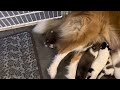 Collie puppies nursing