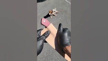 Wet forming leather sheath for knife with my beagle lenny