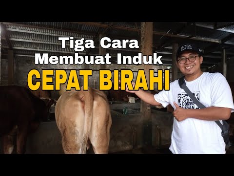 Tiga Cara Membuat Induk Cepat Birahi - drh. Risa Isna Fahziar