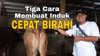 Tiga Cara Membuat Induk Cepat Birahi - drh. Risa Isna Fahziar