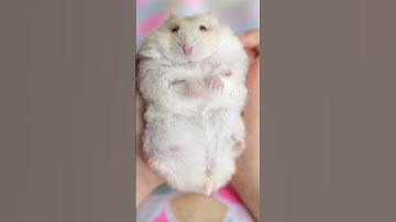 Những Sự Thật Thú Vị Về Loài Chuột Có Thể Các Bạn Chưa Biết |Bí Ẩn Có Thể Bạn Chưa Biết|Top Huyền Bí