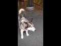 Big Ass Wolf Dog Big Ass Wolf Dog