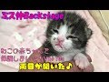 【子猫　保護１０a】保護した赤ちゃん子猫ゆめちゃんの両目が開いた♩【cute kitten 10a】