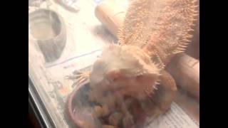 My Lizard Eating Apples