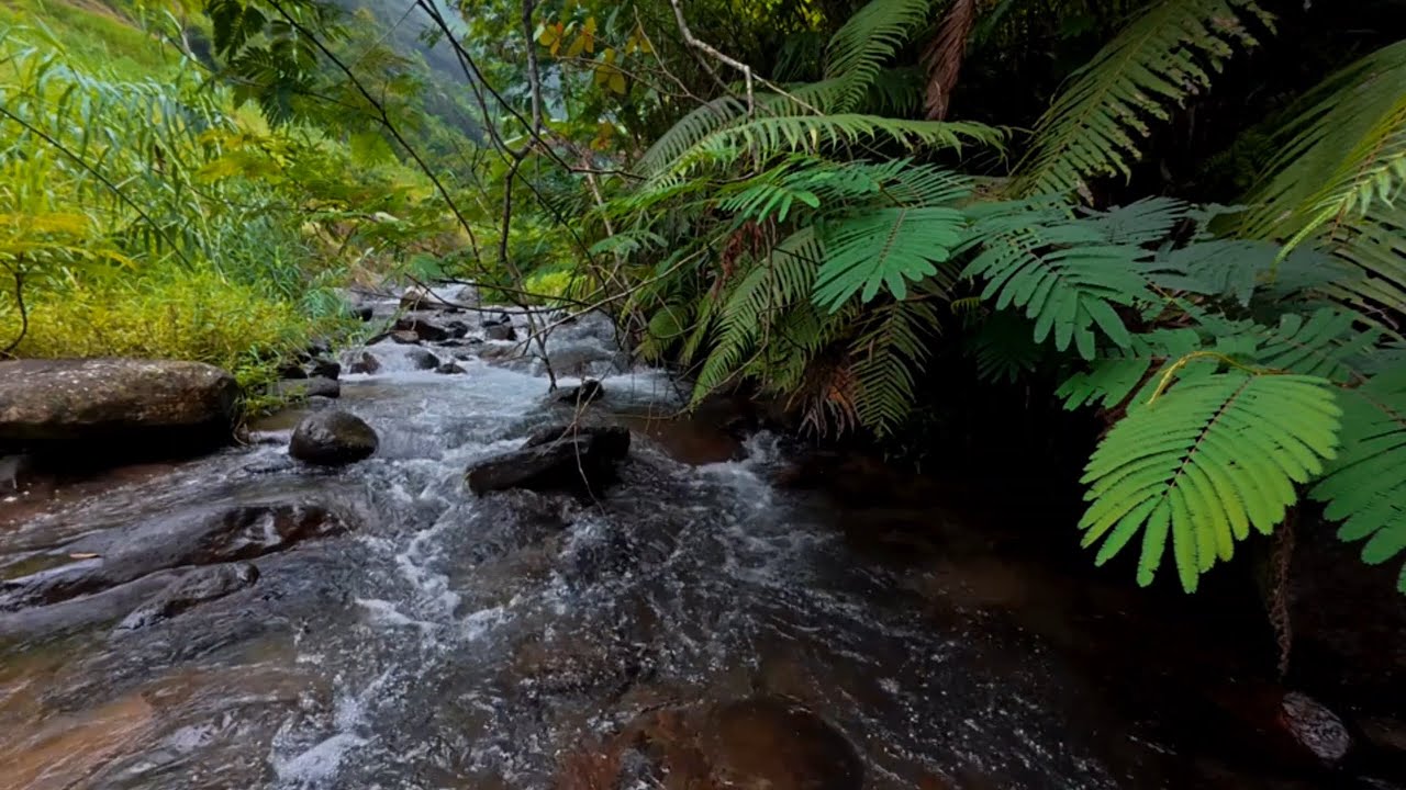 A Peaceful River at Night 🌙 Subtle Nature Sounds for Sleeping