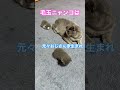 ネコと子ネコとおじさん 毛玉ニャンコファミリー家ネコ化計画中〜毛玉ニャンコのコレまでを簡単に振り返りましたぁ #shorts #cat #kitty #毛玉ニャンコファミリー #猫のいる暮らし